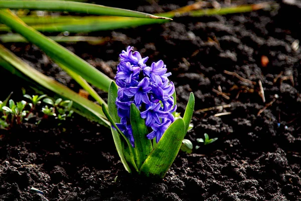 Kis Virágzó Kék Jácint — Stock Fotó