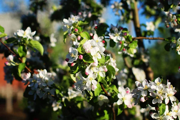 Flowering Trees Garden — Stock Photo, Image