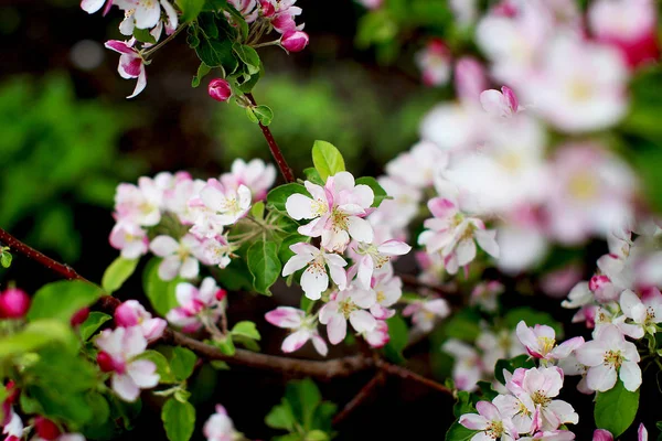 Virágzó Fák Kertben — Stock Fotó