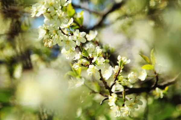 Flowering Trees Garden — Stock Photo, Image