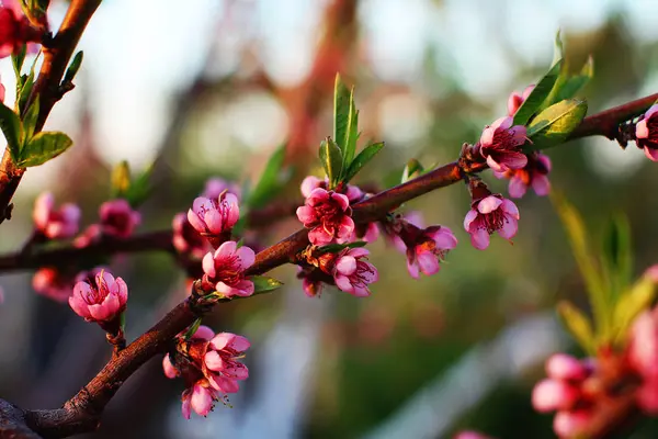 Flowering Trees Garden — Stock Photo, Image