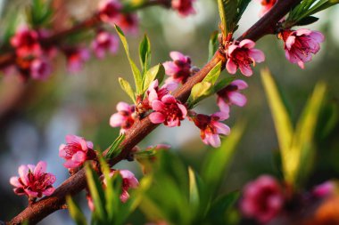 Bahçede çiçek açan ağaçlar