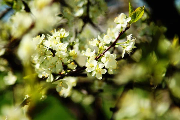 Blühende Bäume Garten — Stockfoto