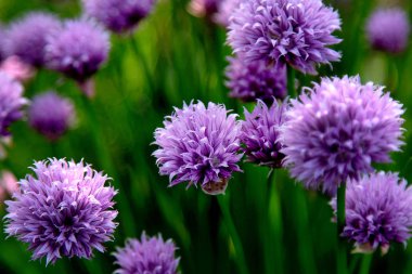 Bahçedeki çiçeklerin çeşitleri