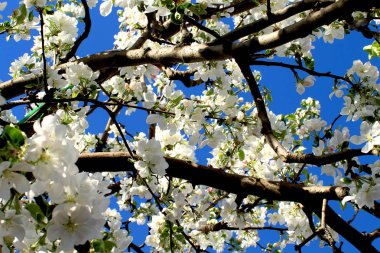 Bahçede çiçek açan ağaçlar