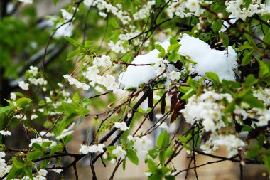 Bahçede çiçek açan ağaçlar