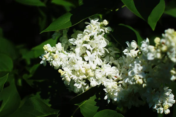 Blühende Duftende Weiße Und Lila Flieder — Stockfoto