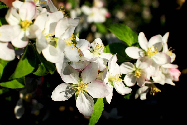 Flowering Trees Garden — Stock Photo, Image