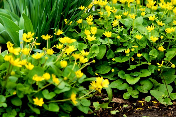 Marsh Żółte Kwiaty Las — Zdjęcie stockowe