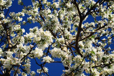 Bahçede çiçek açan ağaçlar