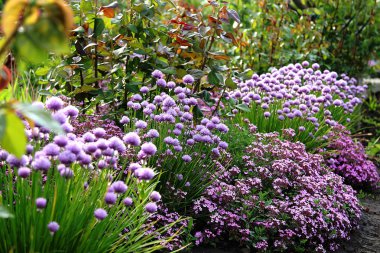 Bahçedeki çiçeklerin çeşitleri