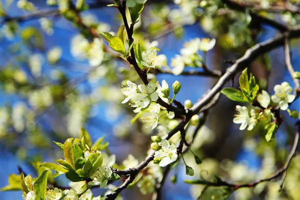 Flowering Trees Garden — Stock Photo, Image