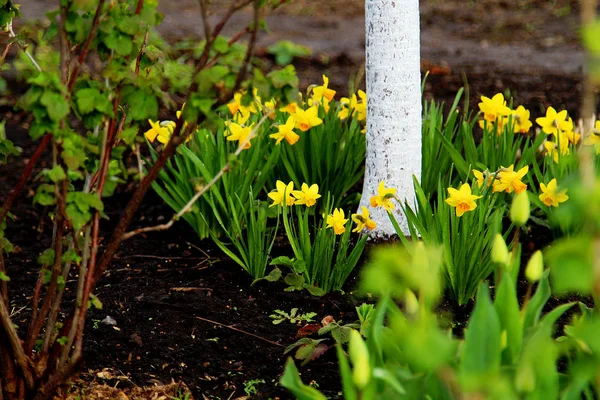 Smukłe Narcyz Żółty Piękny Ogród — Zdjęcie stockowe