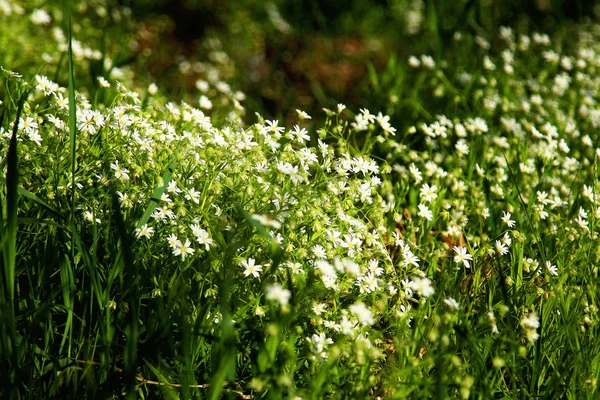 Flores Brancas Selvagens Floresta — Fotografia de Stock