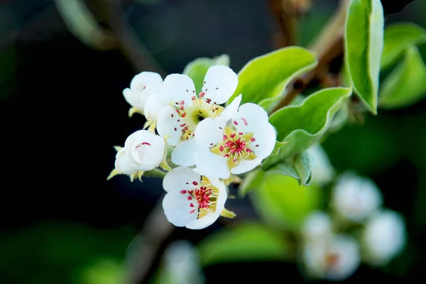 Flowering Trees Garden — Stock Photo, Image