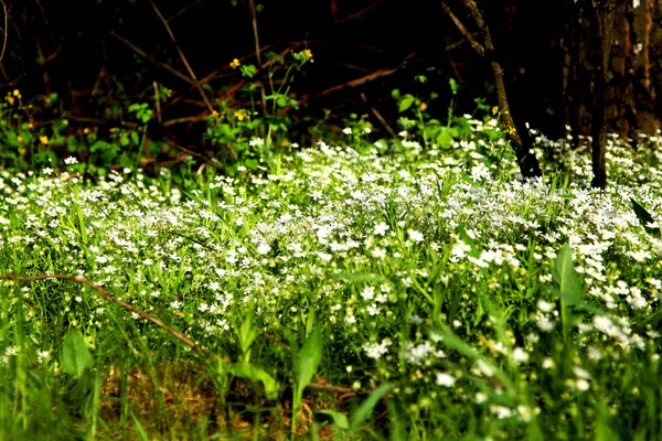 Dzikie Kwiaty Białe Lesie — Zdjęcie stockowe
