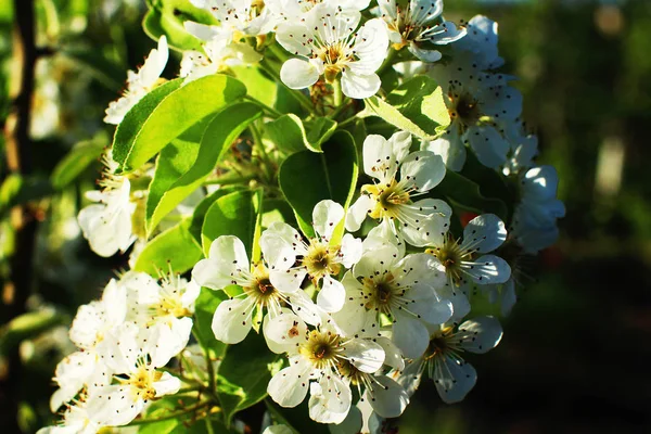 Blühende Bäume Garten — Stockfoto