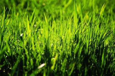 Çayırdaki yeşil çimenler