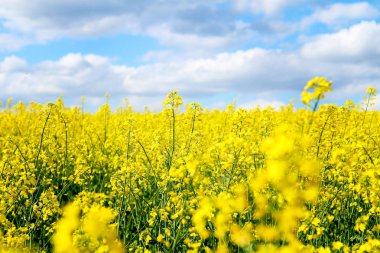 Ukrayna'nın tecavüz alan