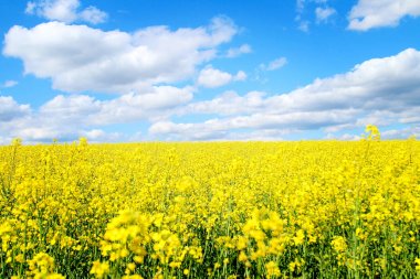 Ukrayna'nın tecavüz alan