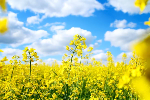 Field Rape Ukraine — Stock Photo, Image