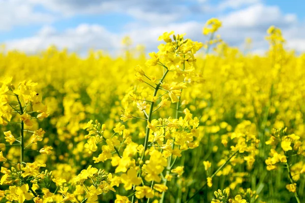 Field Rape Ukraine — Stock Photo, Image