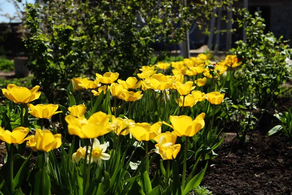 Tulipany Ogrodzie — Zdjęcie stockowe