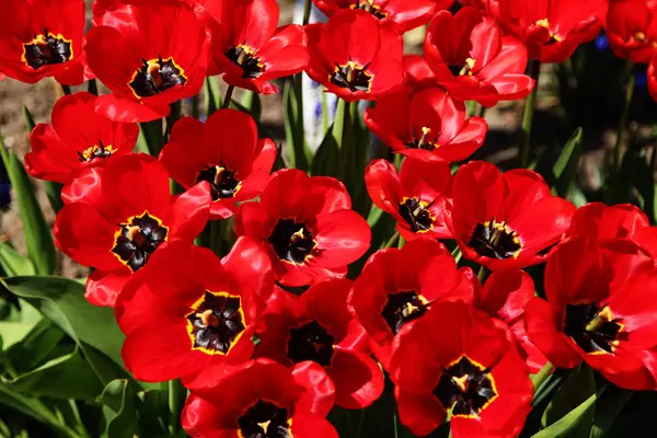 Tulipany Ogrodzie — Zdjęcie stockowe