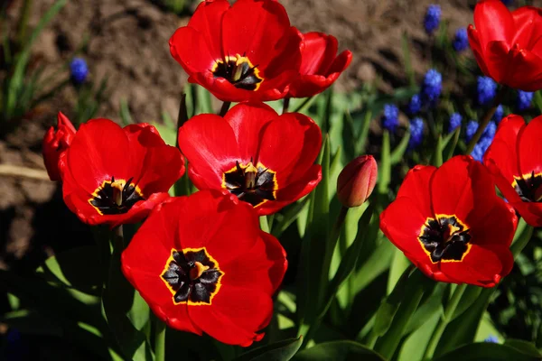 Tulips Garden Stock Photo