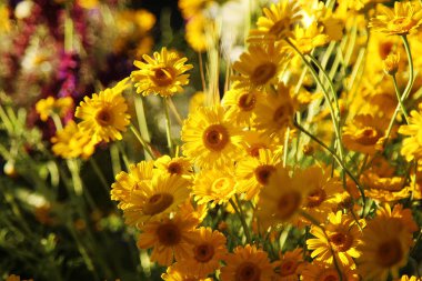 Bahçedeki sarı papatyalar