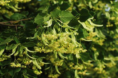 Aromatik ballı ıhlamur çiçekleri
