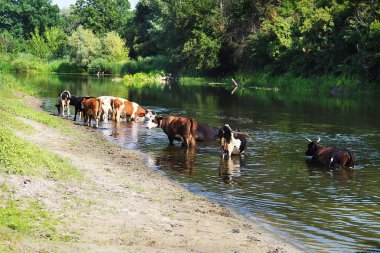 Nehre rahatlatıcı inekler