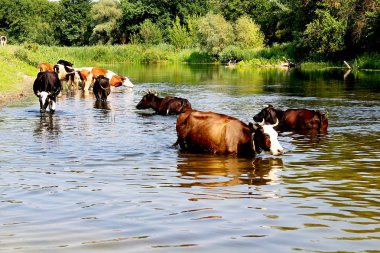 Nehre rahatlatıcı inekler