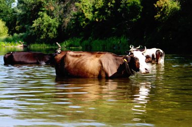Nehre rahatlatıcı inekler