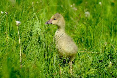 Şirin tüylü küçük gosling