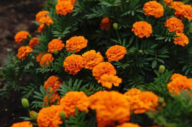 Parlak turuncu marigolds flowerbed üzerinde