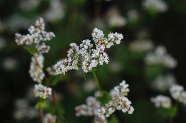Beyaz buğday alanında çiçeklenme