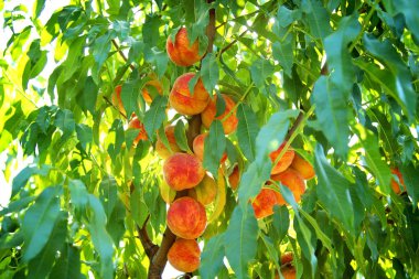 Parlak sulu şeftali ağacı üzerinde