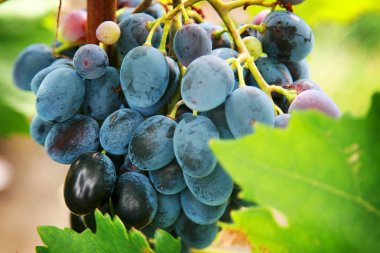 Üzüm bir Bush RIPE demet