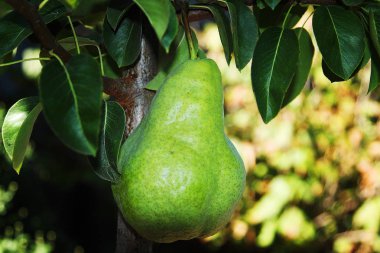 Olgun sulu armut ağacı üzerinde