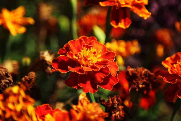 Bright Orange Marigolds Flowerbed — Stock Photo, Image