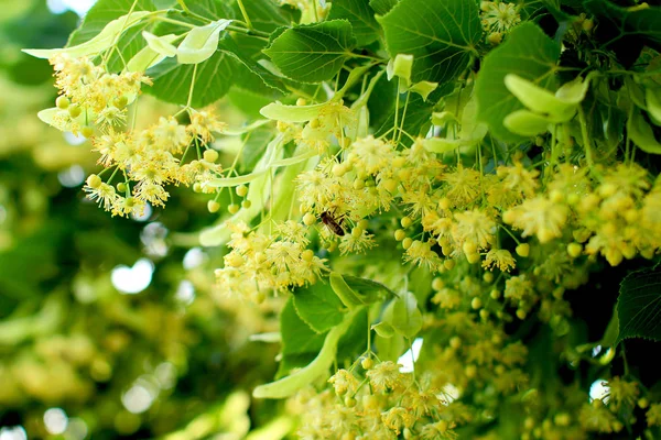 Blütenpracht Der Aromatischen Honiglinde — Stockfoto