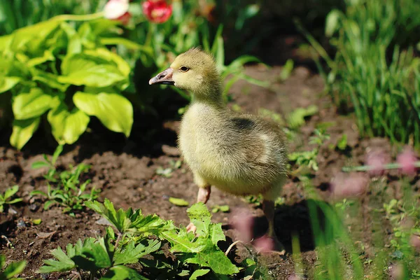 Cute Puszysty Mały Gosling — Zdjęcie stockowe