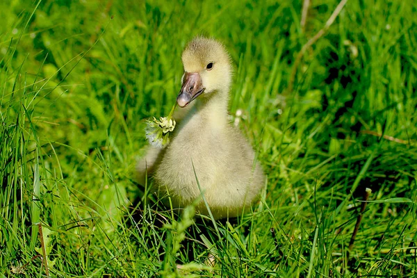 Cute Fluffy Little Gosling — Stock Photo, Image