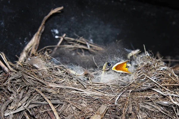 Nightingale Kuikens Van Kuikens Van Nachtegaal Het Nest — Stockfoto