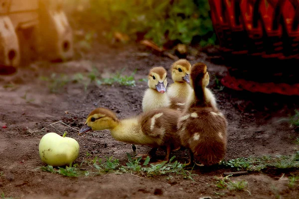 Vier Kleine Schattige Eenden — Stockfoto