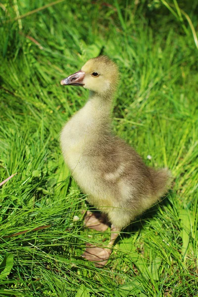 Söta Fluffiga Lilla Gosling — Stockfoto