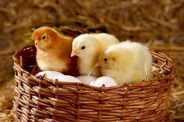 Beaux Poulets Dans Panier — Photo