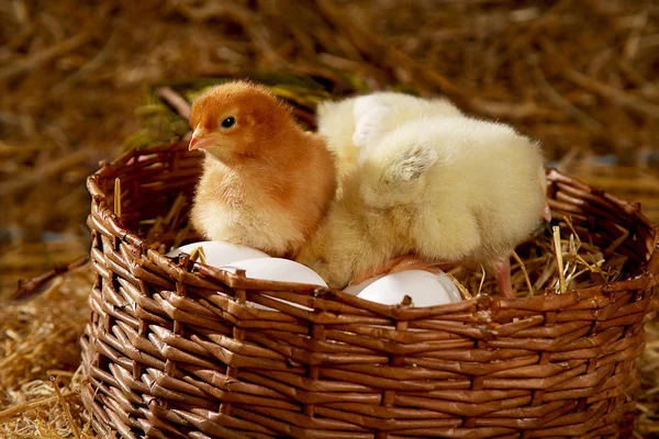 Hübsche Hühner Einem Korb — Stockfoto