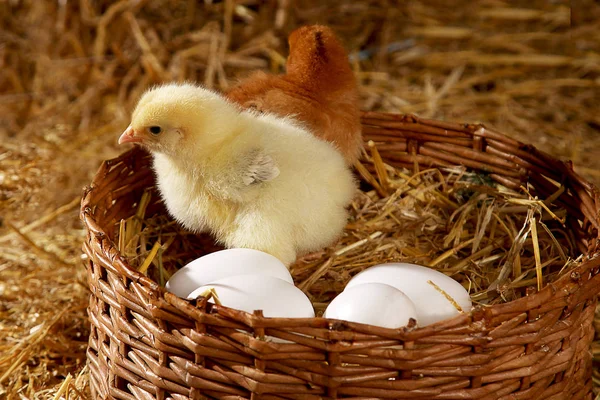 Hübsche Hühner Einem Korb — Stockfoto